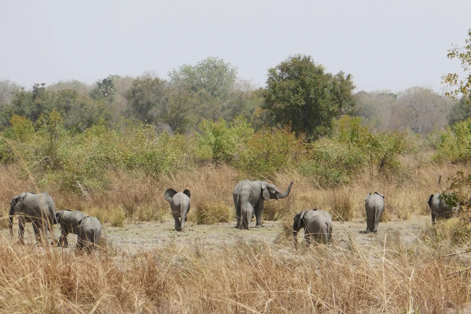 A herd of elephants in the dry grass of Pendjari