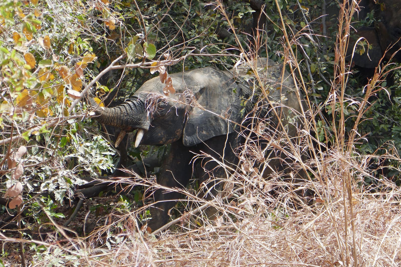 North to Pendjari